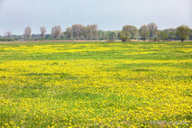 Frühling