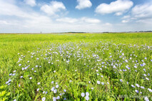 Frühling
