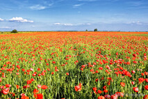 Frühling