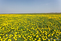 Frühling