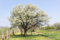 Frühling