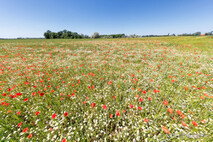 Frühling