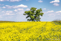 Frühling