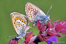 Insekten und Spinnen