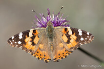 Insekten und Spinnen