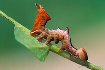 Insekten und Spinnen