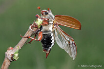 Insekten und Spinnen