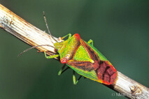 Insekten und Spinnen