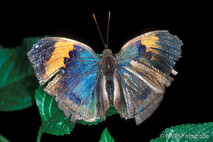 Insekten und Spinnen