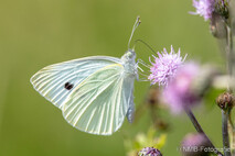 Insekten und Spinnen