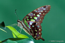 Insekten und Spinnen