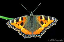 Insekten und Spinnen