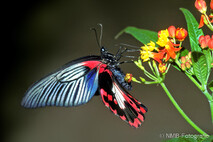 Insekten und Spinnen