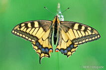 Insekten und Spinnen