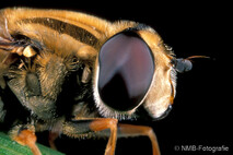 Insekten und Spinnen