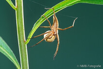 Insekten und Spinnen