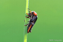 Insekten und Spinnen