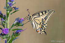Insekten und Spinnen