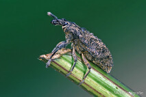 Insekten und Spinnen
