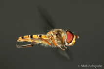 Insekten und Spinnen