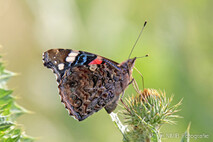 Insekten und Spinnen
