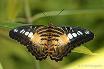 Insekten und Spinnen