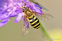 Insekten und Spinnen