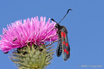 Insekten und Spinnen