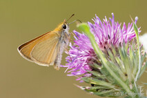 Insekten und Spinnen