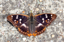 Insekten und Spinnen