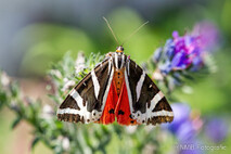 Insekten und Spinnen