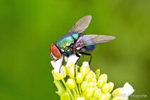 Insekten und Spinnen