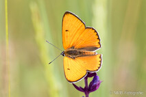Insekten und Spinnen