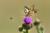 Insekten und Spinnen