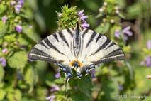 Insekten und Spinnen