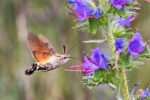 Insekten und Spinnen