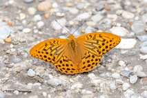 Insekten und Spinnen
