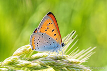 Insekten und Spinnen
