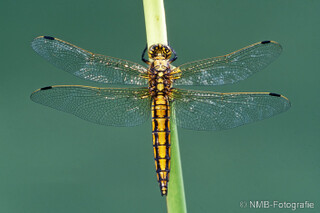 Libelle