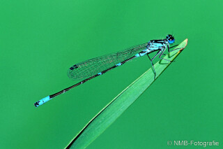 Libelle