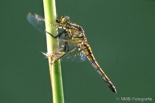 Libelle