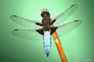 Libelle