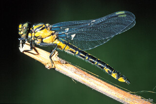 Libelle