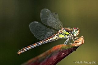 Libelle