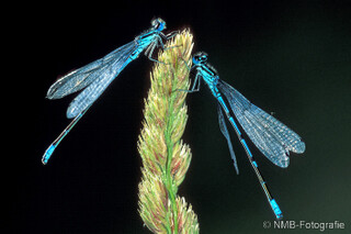 Libelle