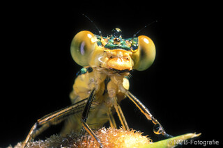 Libelle