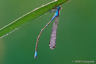 Libelle