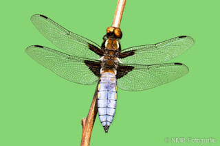 Libelle
