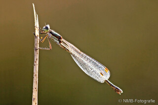 Libelle