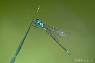 Libelle